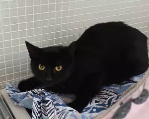 6992-Pippa