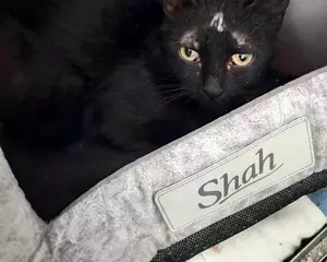6976-Sabri
