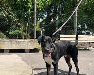 7026-Kiba