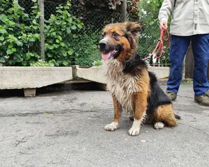 7242-Bundás