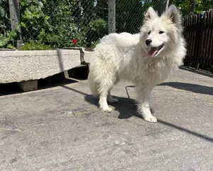 7248-Yuki
