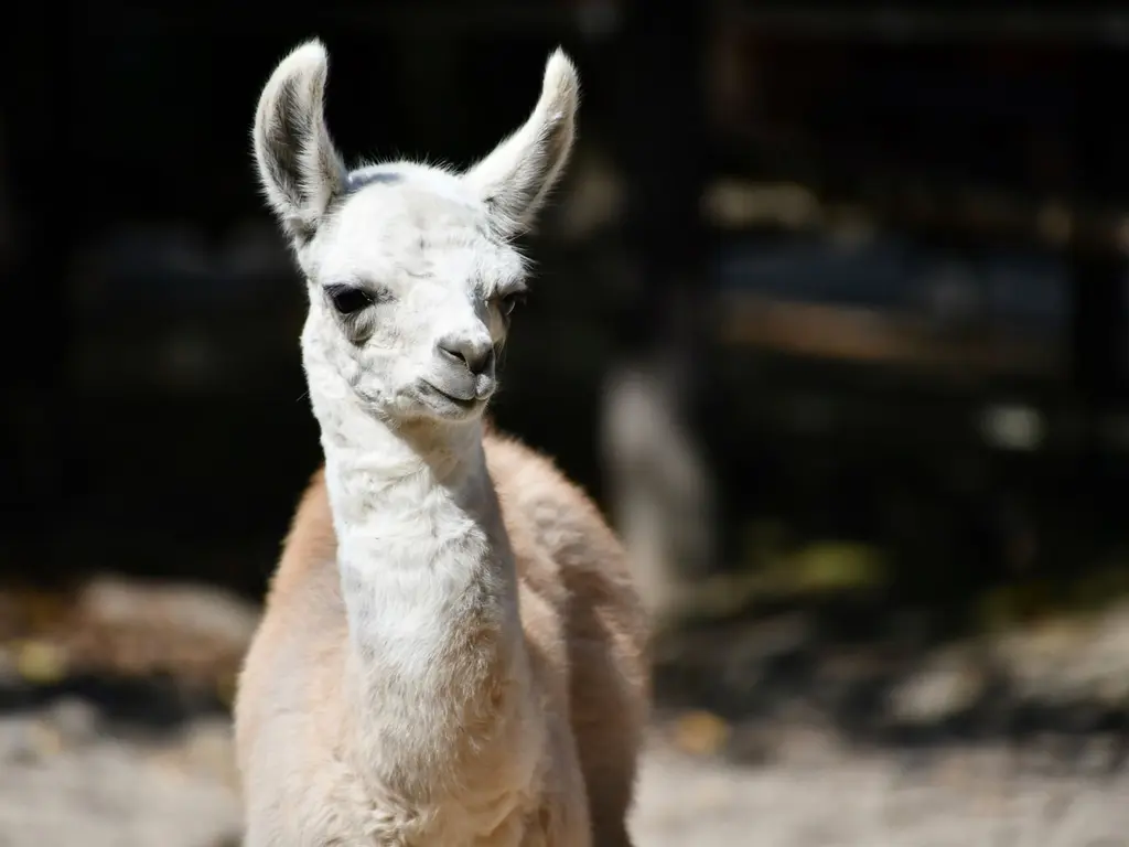Lámacsikó született az Állatkertben