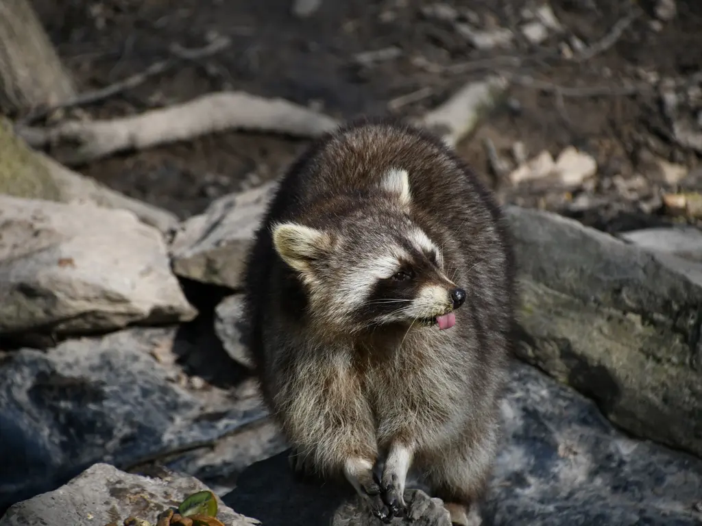 Állatok világnapja a Miskolci Állatkertben
