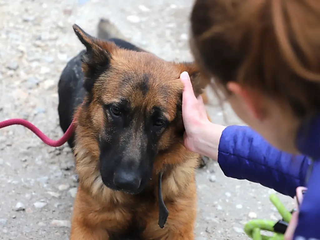 Adj reményt, ajándékozz életet! - Az év utolsó nyílt napja az Állategészségügyi Telepen