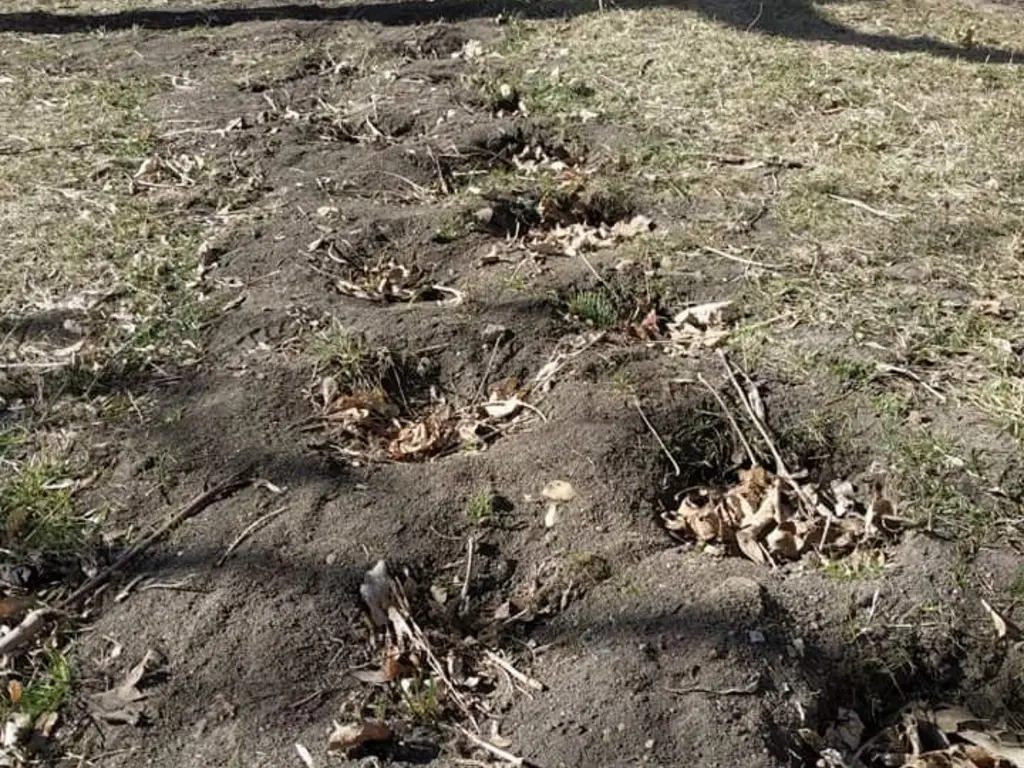 Több tucat cserje tűnt el a Vologdáról