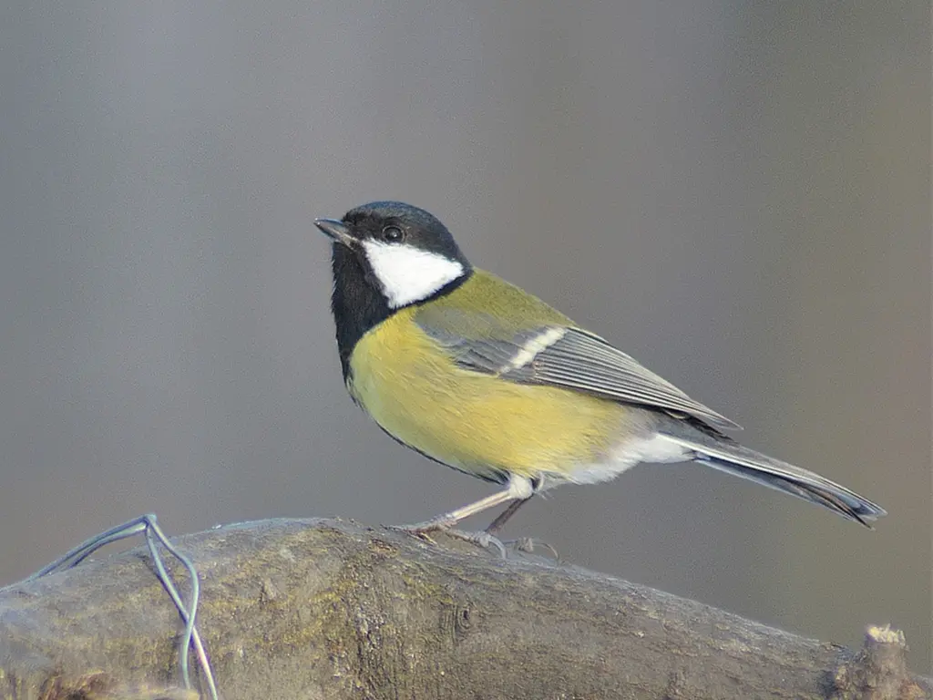 Odútakarítás az állatkertben