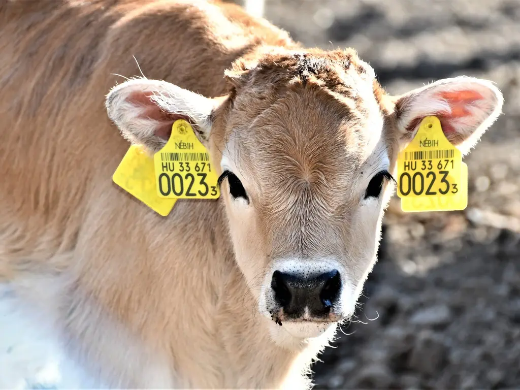 Megérkezett az év első újszülöttje