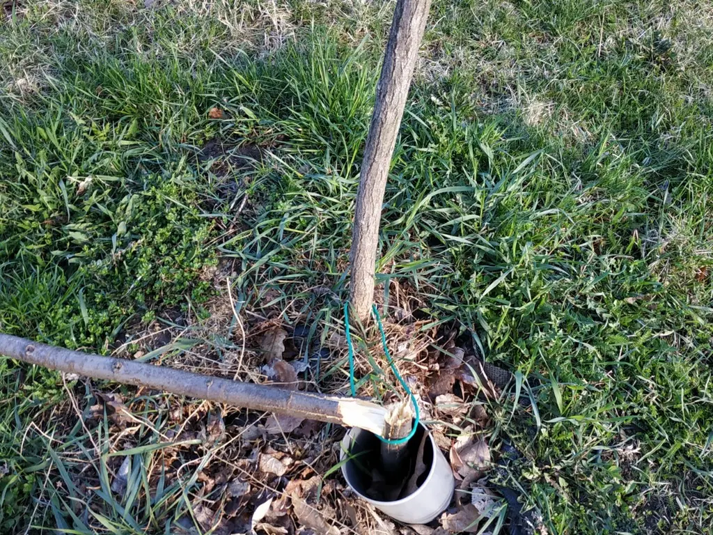 Növényrongálás a Tizeshonvédon