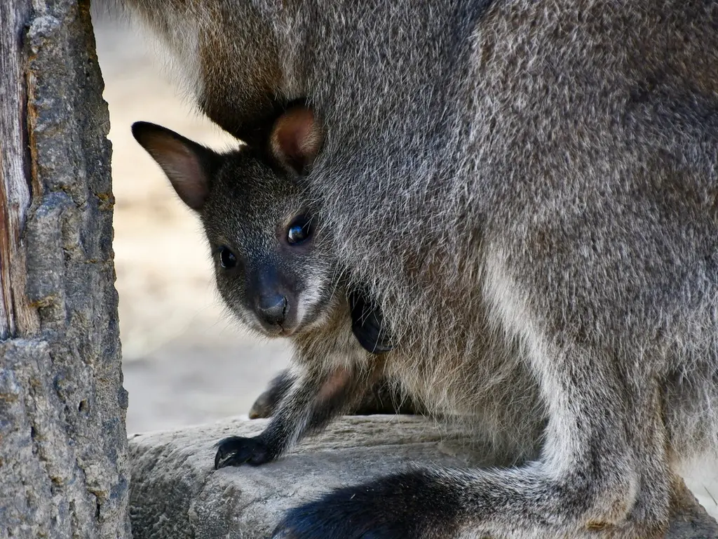 Kengurukölykök nevelkednek az erszényekben