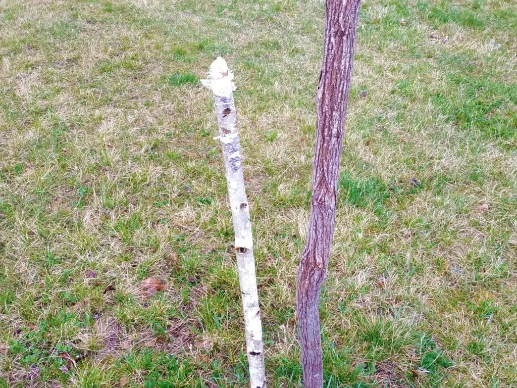 Komlóstetőn megrongált nyírfa