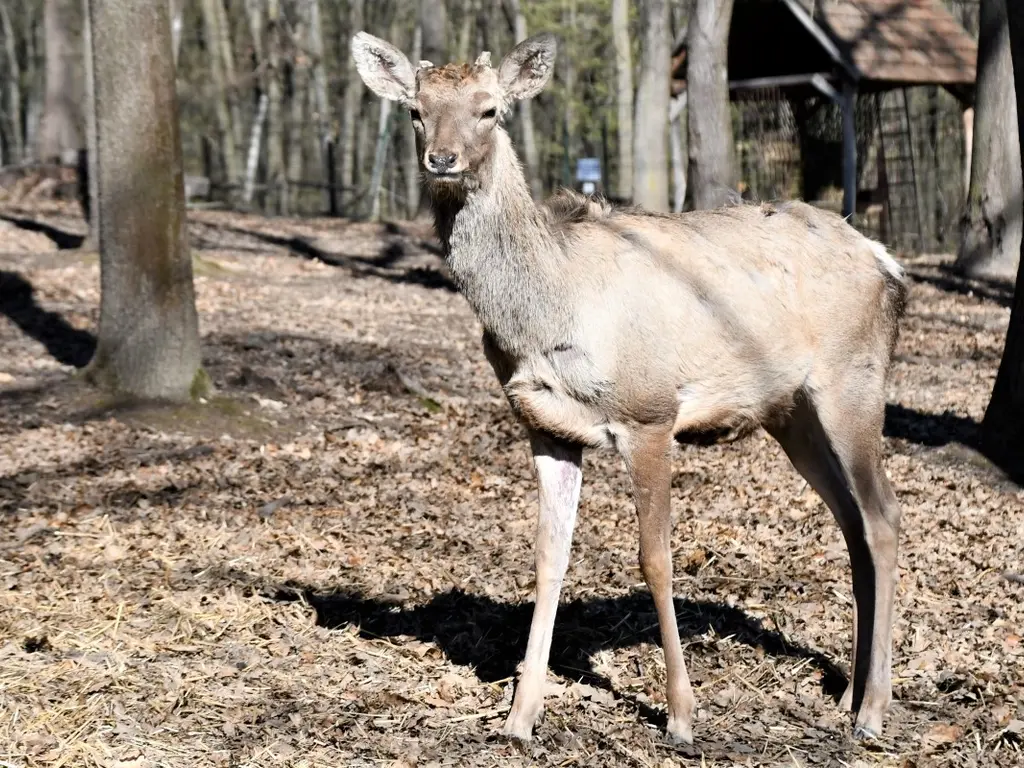 Közép-ázsiai gímszarvas bika érkezett a Miskolci Állatkertbe