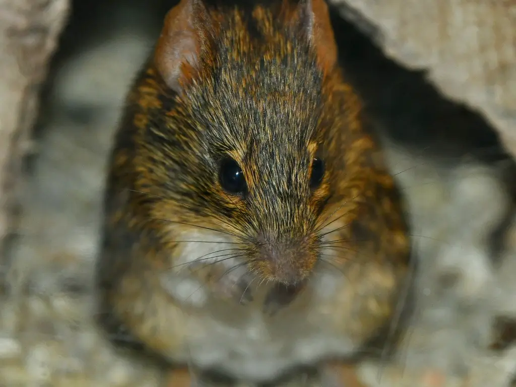 Sokcsíkos fűegerekkel gyarapodtunk