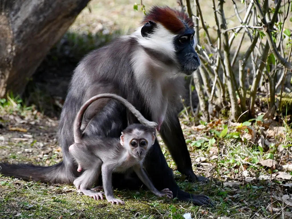 Örvös mangábé kölyök született a Miskolci Állatkertben