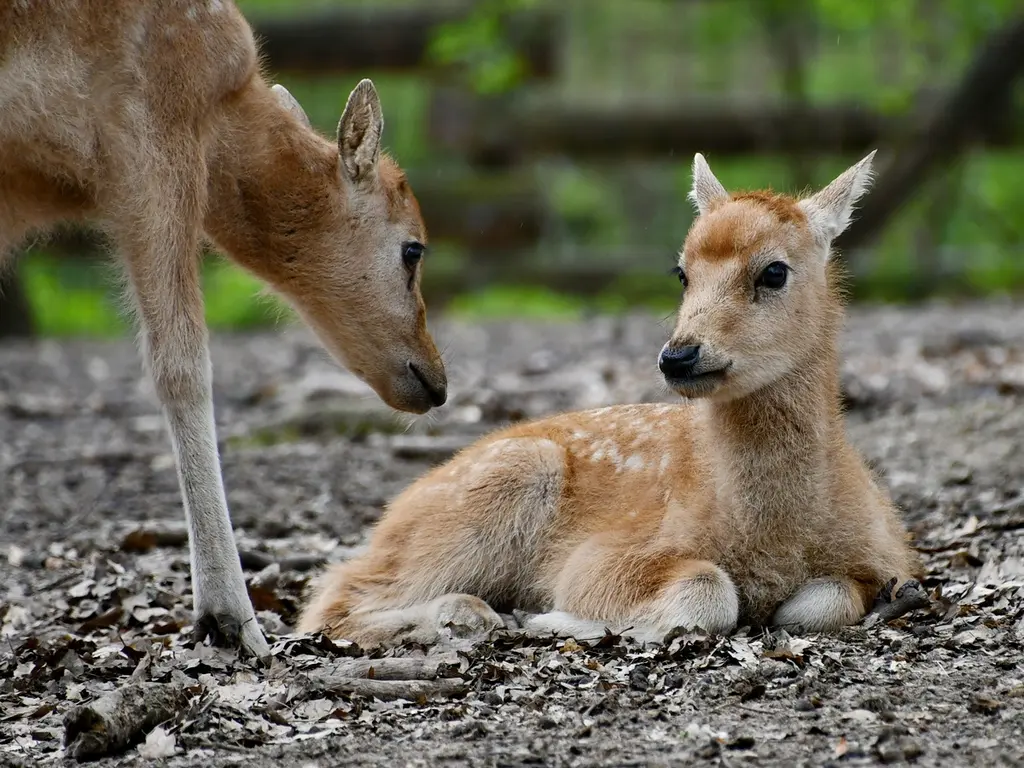 Borjak a David-szarvasoknál