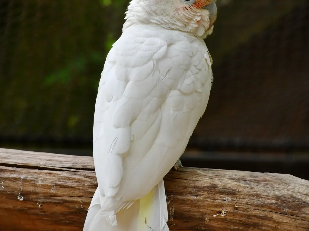 Új madarak az Ausztrál-röpdénkben