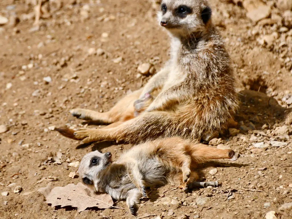 Szurikátakölykök születtek