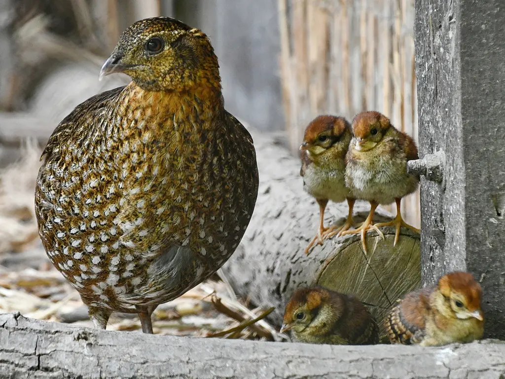 Kikeltek a tragopánok csibéi