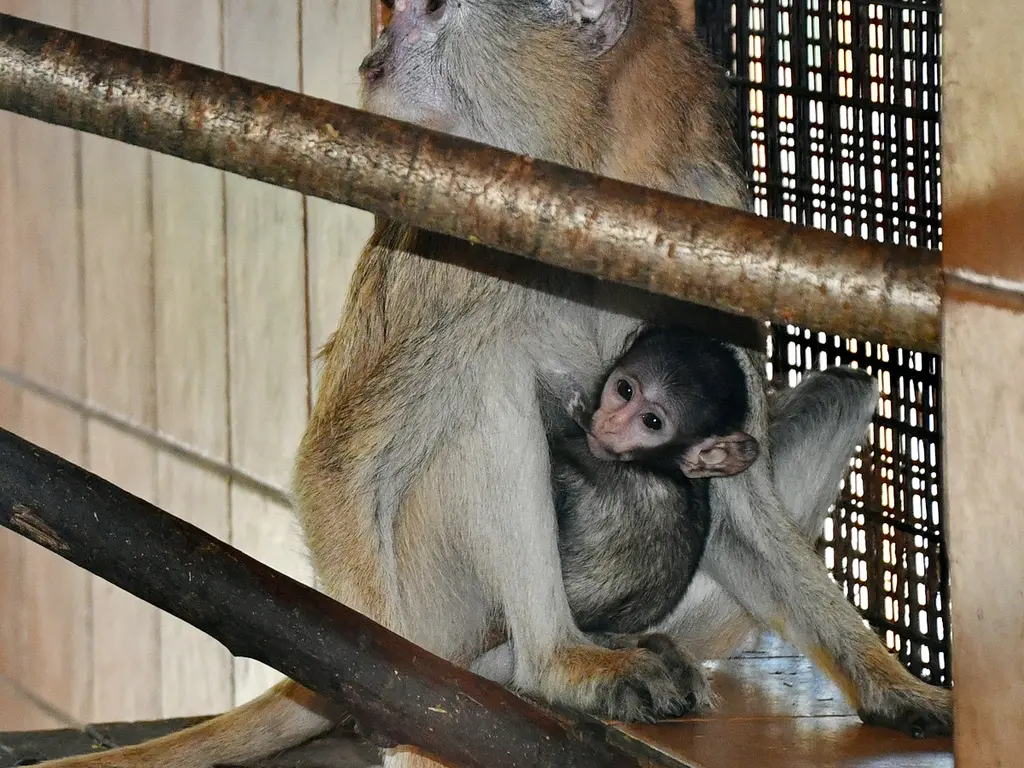 Új tagok a huszármajom csapatunkban