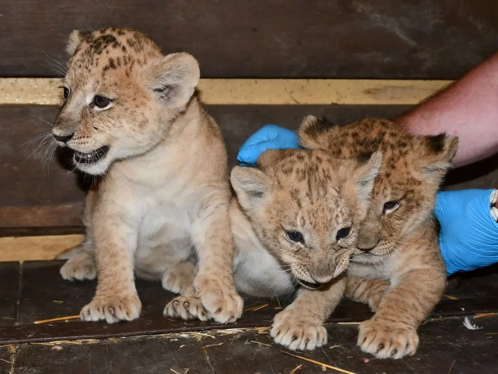 Újra oroszlánkölykök születtek