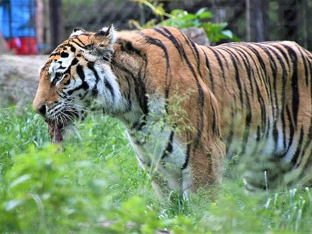 Tigrisek Világnapja