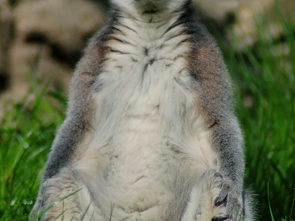 Reggeli séta az állatkertben