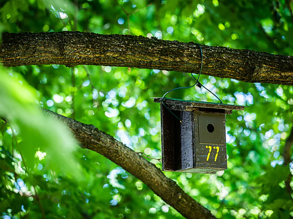 Újabb odúkkal bővítik az énekesmadarak élőhelyét