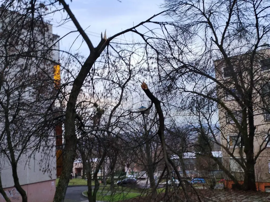 fák dőltek és hasadtak a hétvégi hó miatt