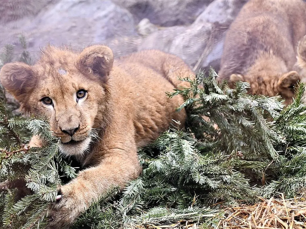 Állatkerti oroszlán kidobott karácsonyfával játszik