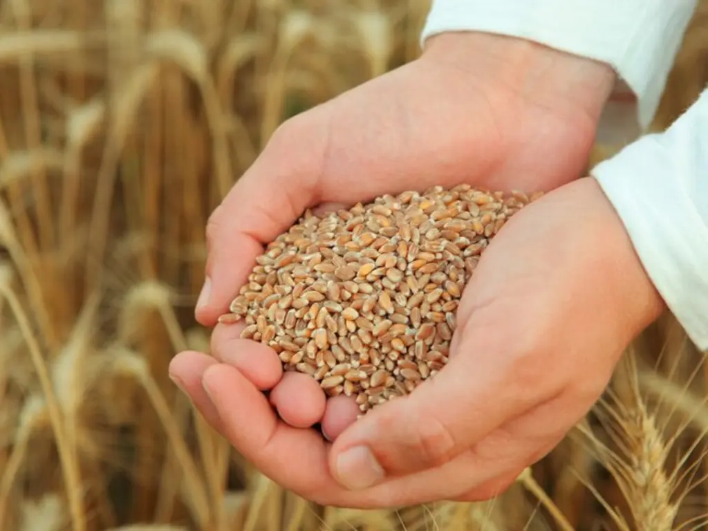 Gabonaszemek a kézben