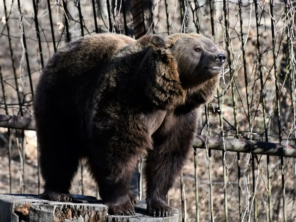Barna medve a február eleji napsütésben