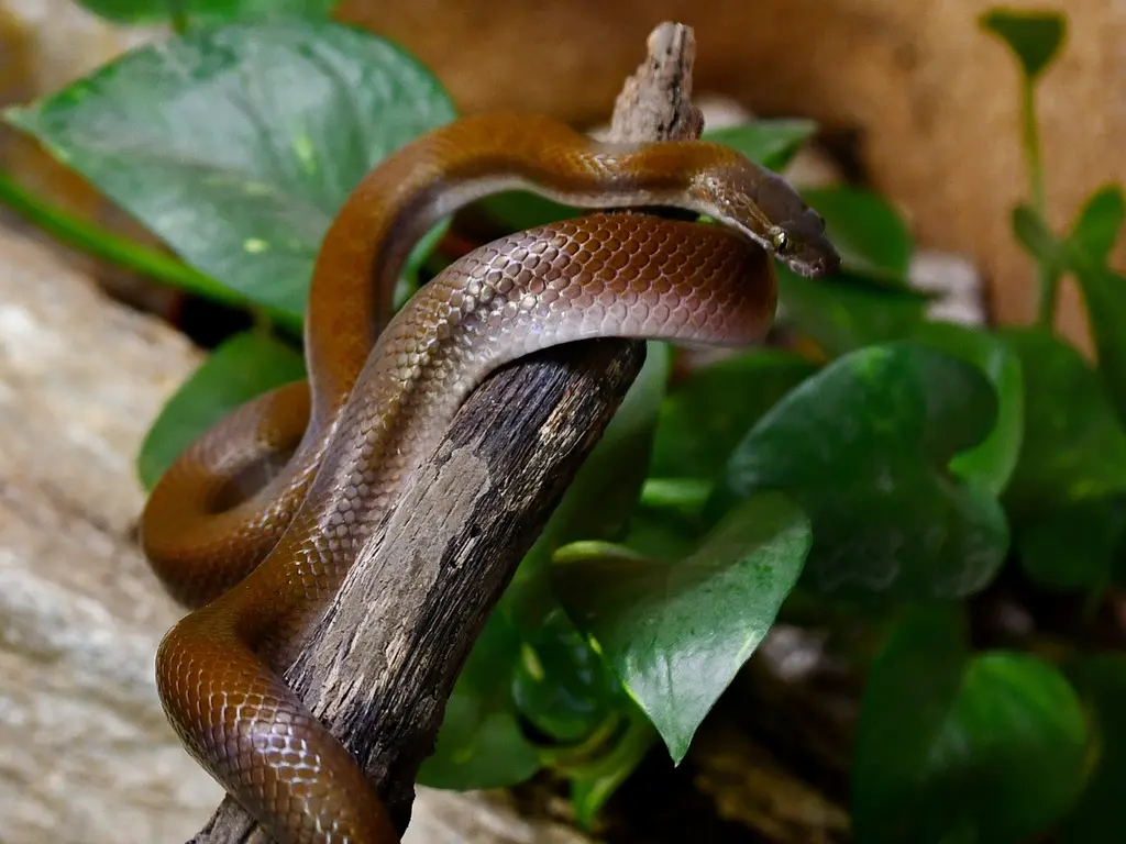 Házisikló a  terráriumban