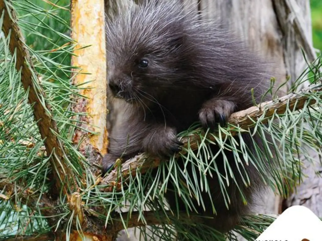 Kúszósül - a hónap állata