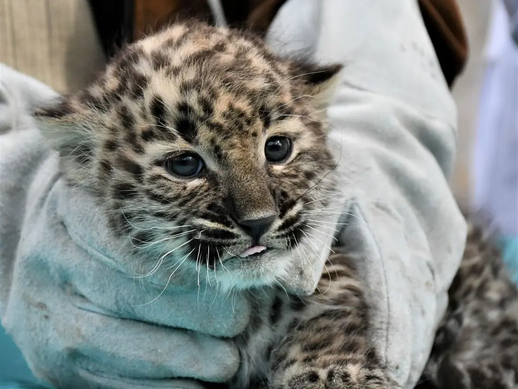 Kispárduc az állatorvosi vizsgálaton