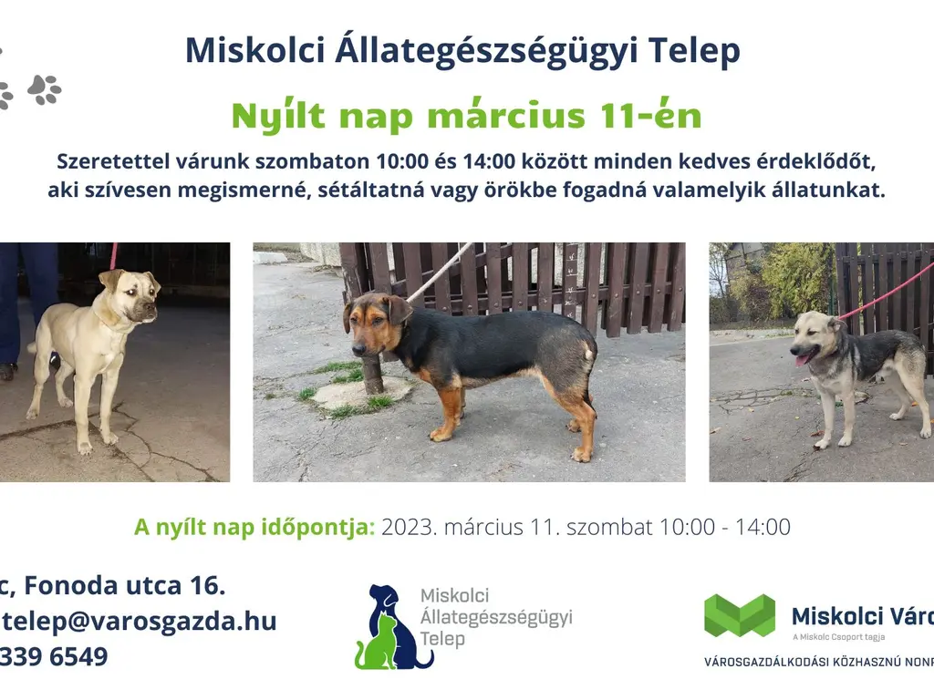 Nyílt nap a Miskolci Állategészségügyi Telepen