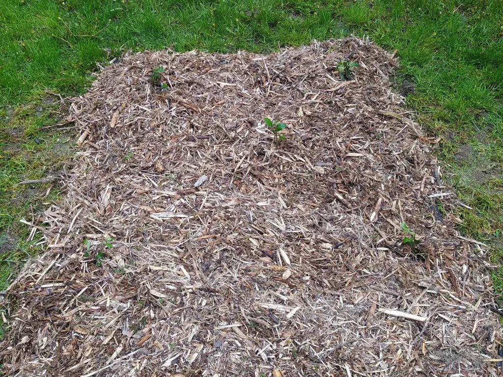 Madárbarát növényeket ültetünk városszerte