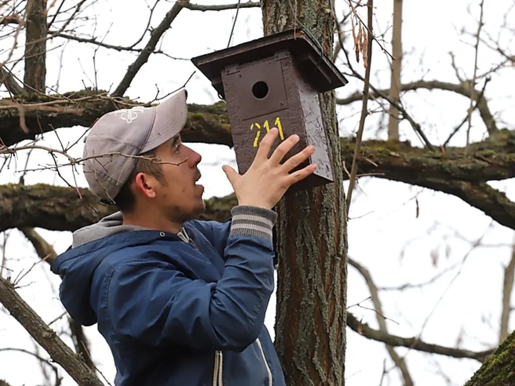 madárodú felhelyezése