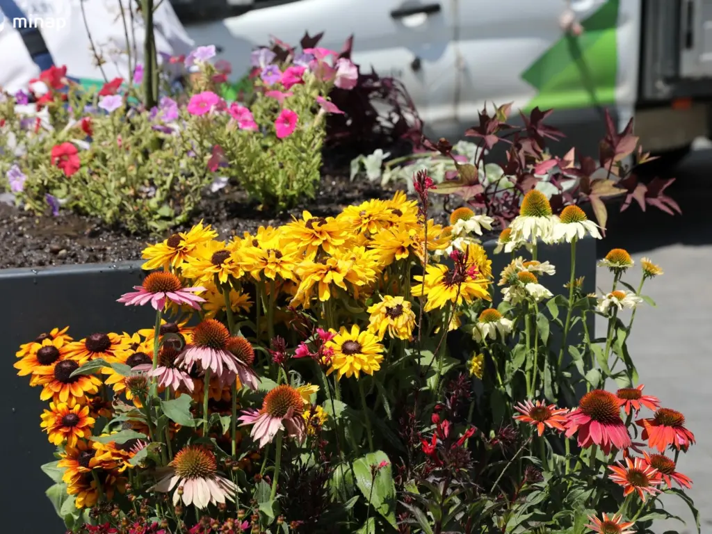 Virágosítás a Városház téren