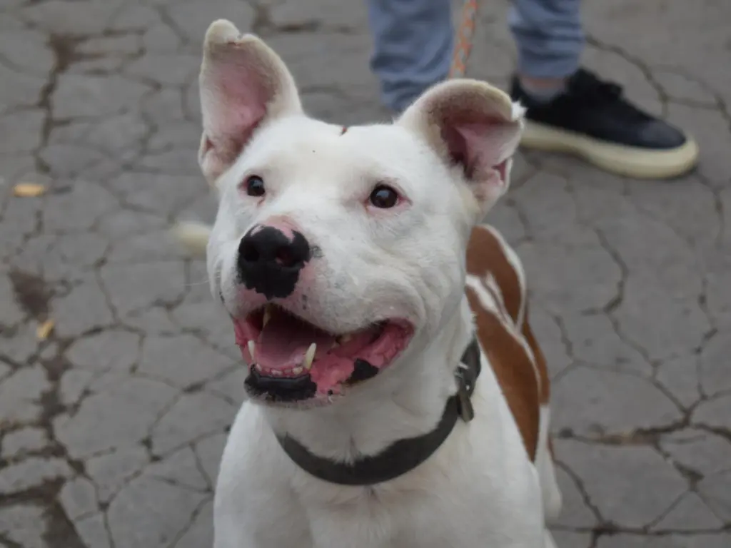 Nyílt nap az Állategészségügyi Telepen