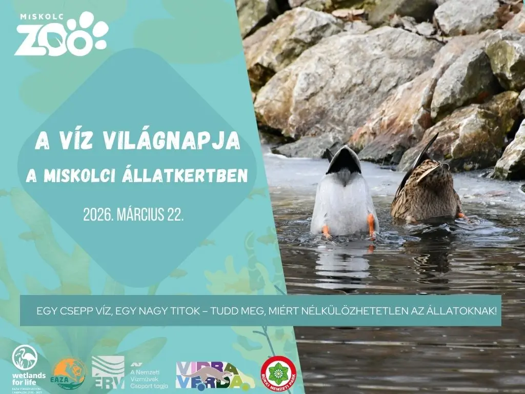 víz világnapja