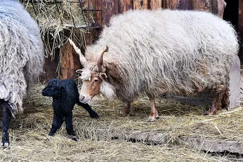 Fekete bárány az év első újszülöttje a Miskolci Állatkertben