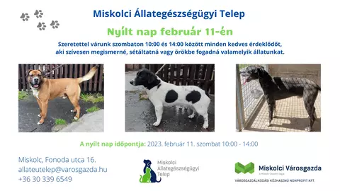 Nyílt nap február 11-én