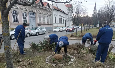 Cserjeápolás a Palóczy László utcában