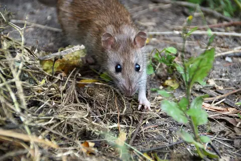 patkány