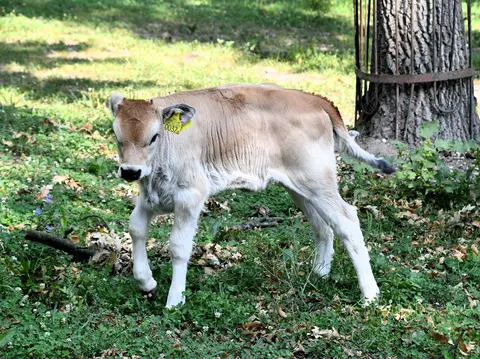 Szürkemarha borjú