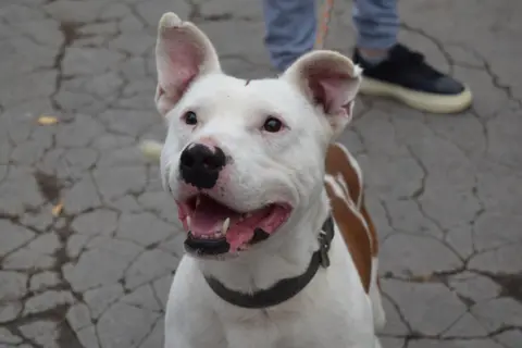 Nyílt nap az Állategészségügyi Telepen