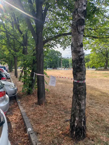 fakivágás