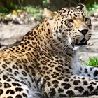 perszsa leopárd