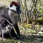 Örvös mangábé kölyök született a Miskolci Állatkertben