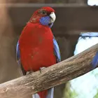 Új madarak az Ausztrál-röpdénkben