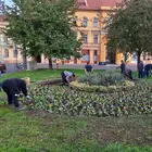 Ősszel is virágokkal gazdagítják a köztereket